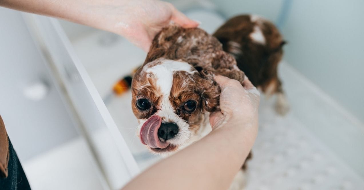 Small dog with brown and white fur being bathed, covered in soap