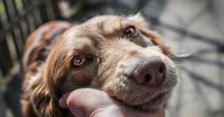 Image showcasing Why Is My Dog Panting and Shaking? | PetMade