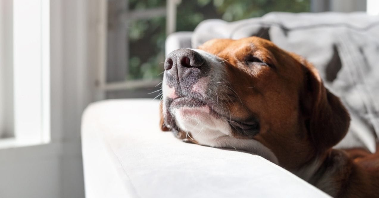 Dog resting in sunlight on a couch