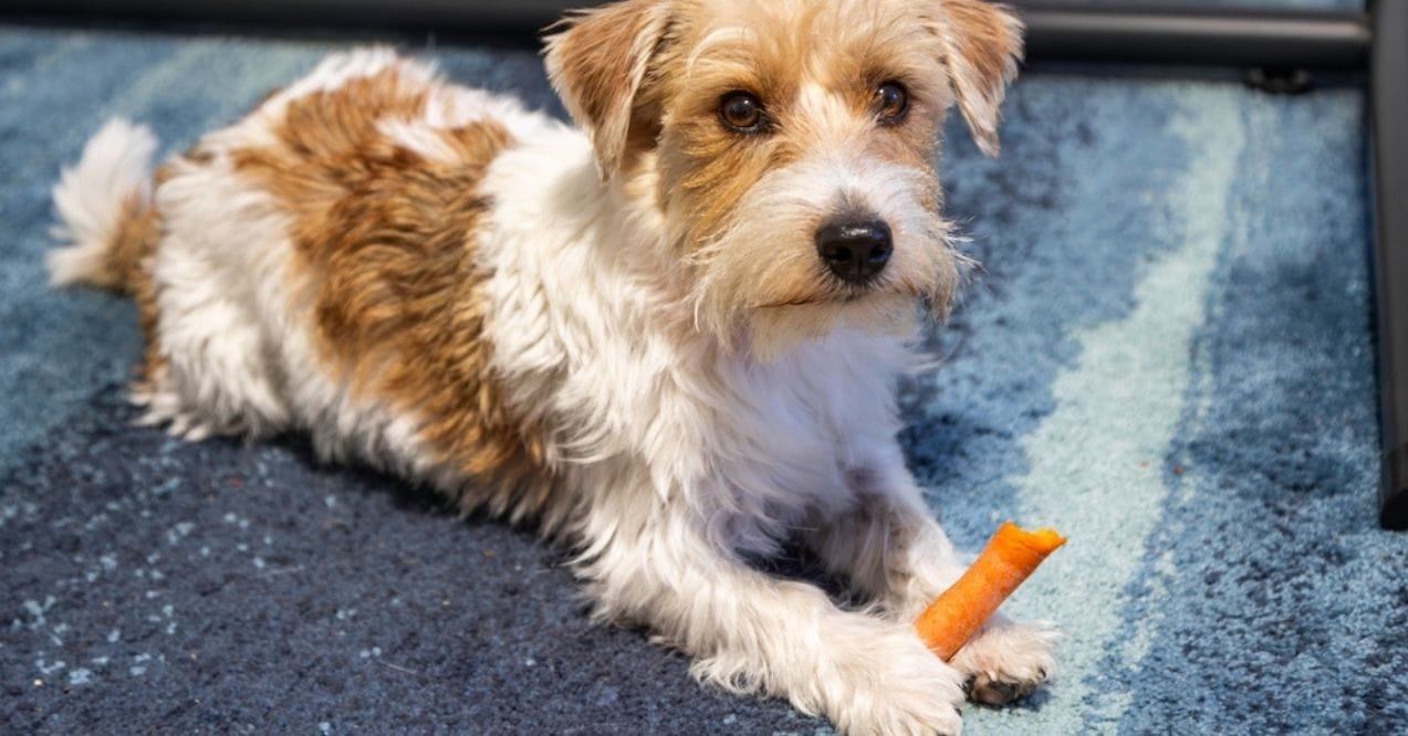 Small dog lying on a blue rug with a carrot