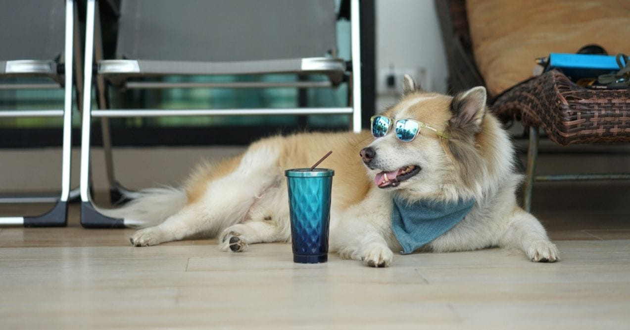 Fluffy dog lounging indoors next to a blue drink with a straw