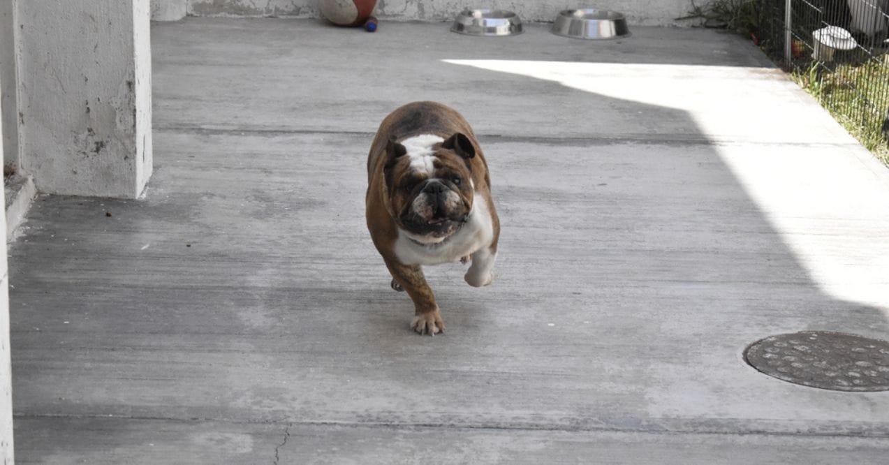 English Bulldog running on a concrete surface