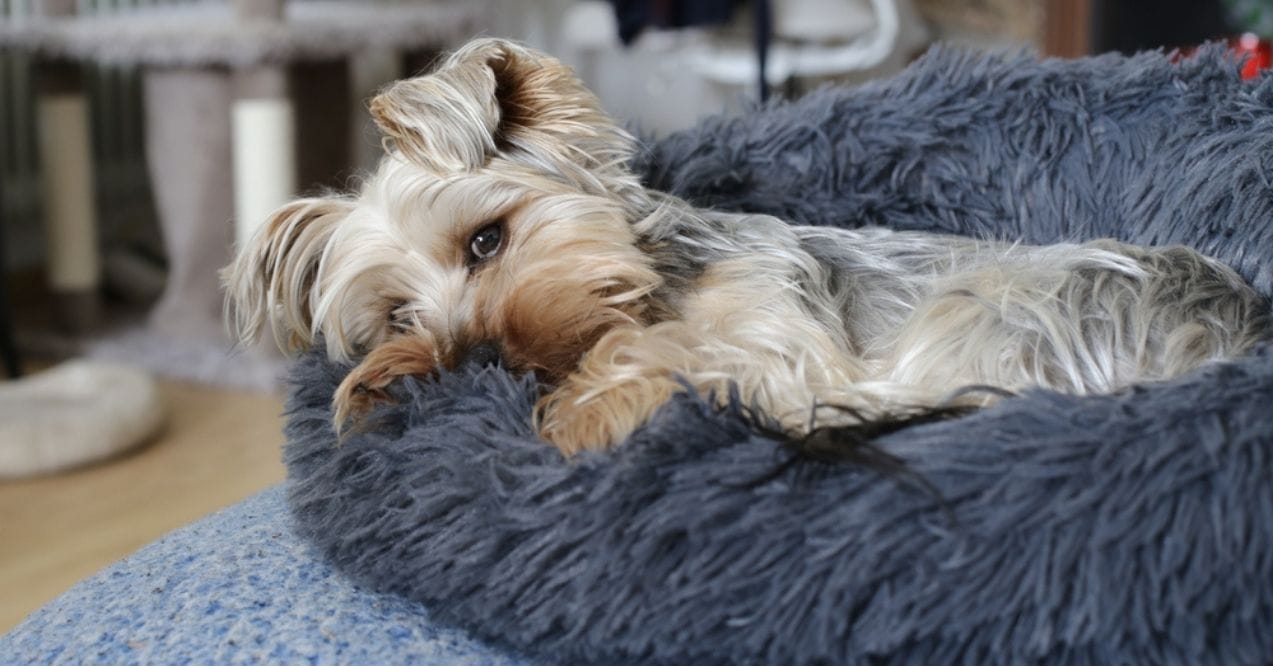 Yorkshire Terrier resting in a fluffy dog bed