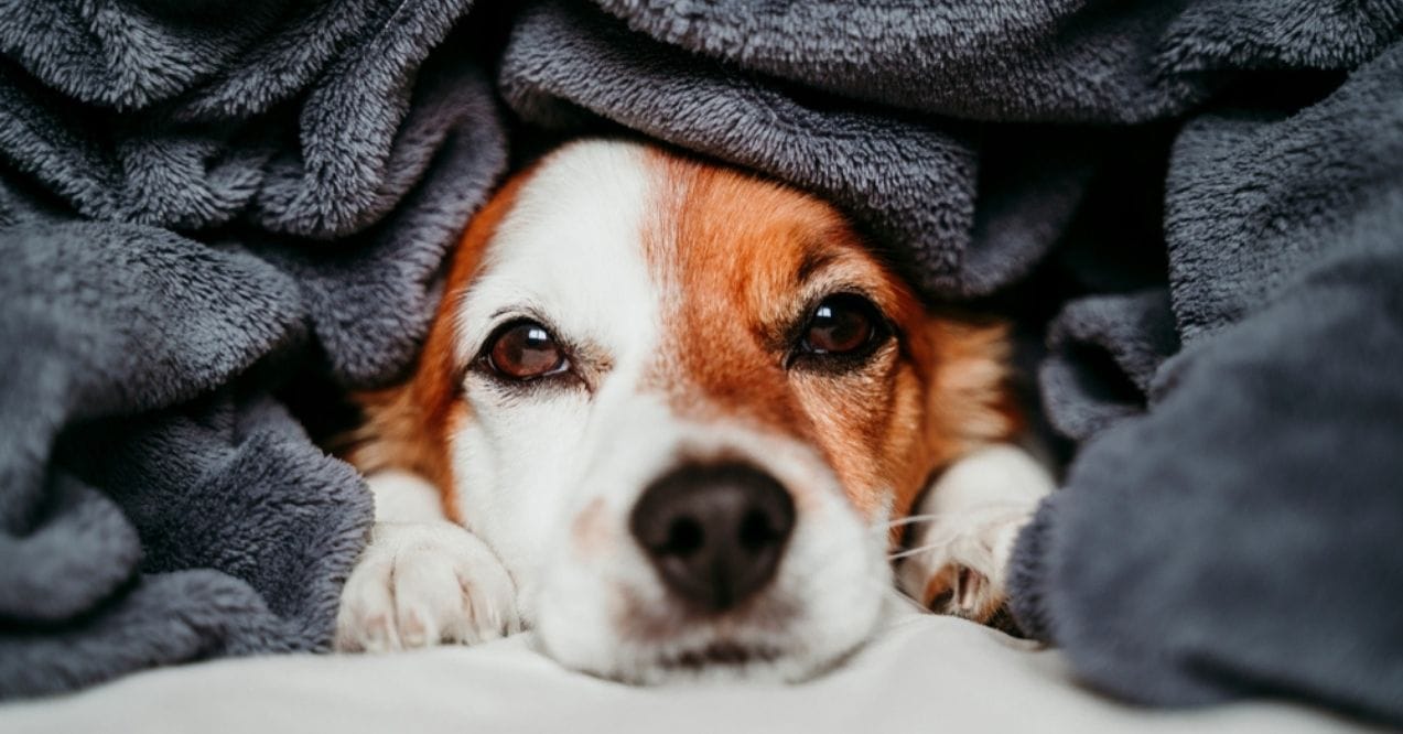 Small dog with brown and white fur wrapped in a soft gray blanket