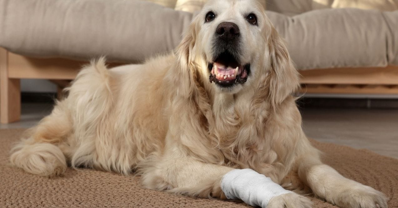 Golden Retriever lying on a rug indoors with a bandaged front leg