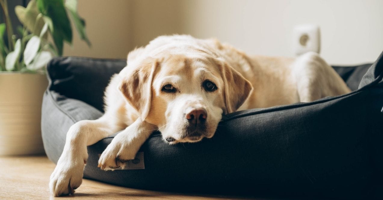 Senior Labrador Retriever resting in a dog bed