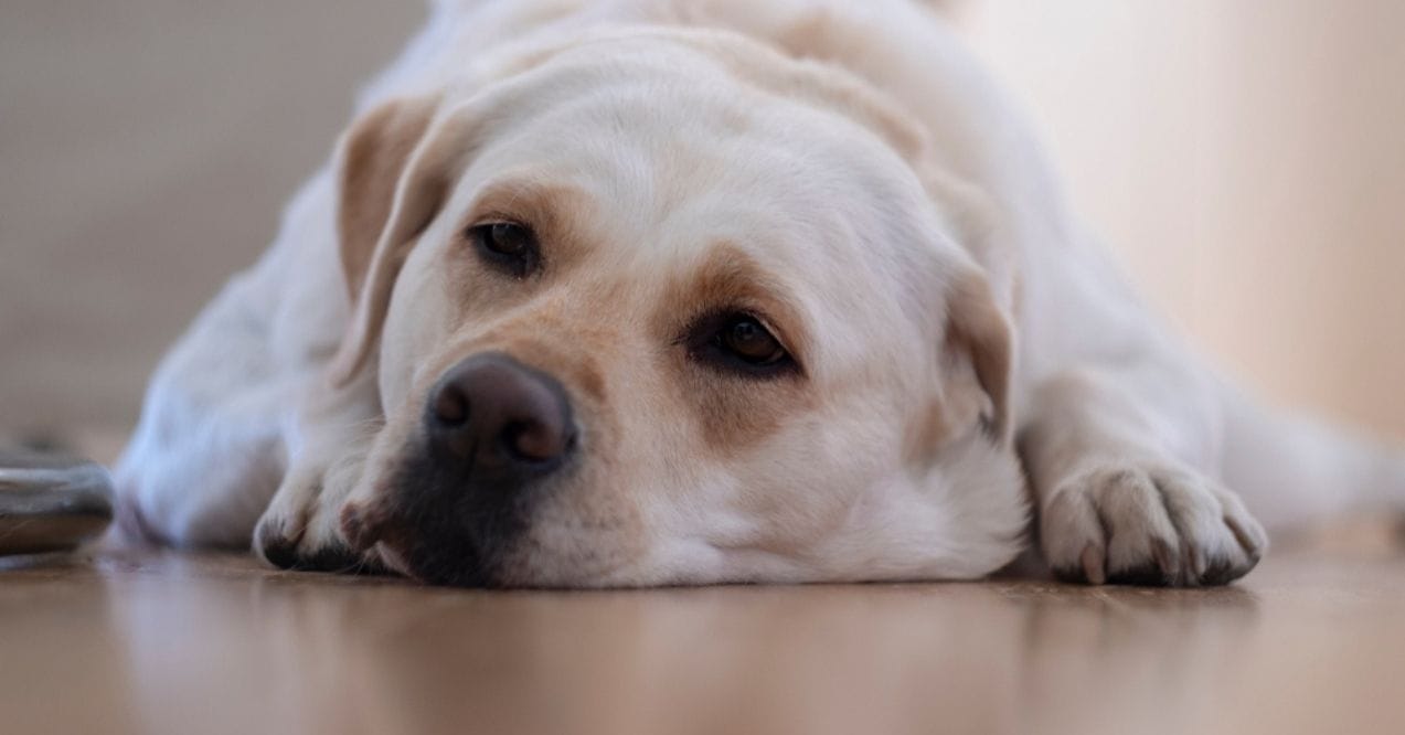 Labrador Retriever lying on the floor with a relaxed expression