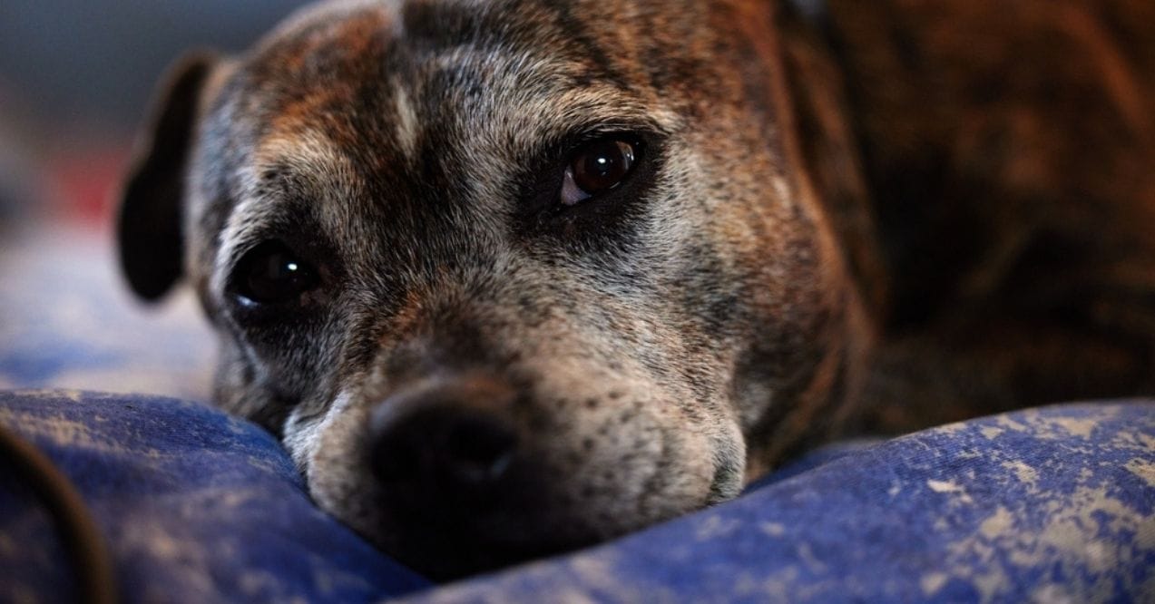 Senior dog lying down on a blue blanket, looking thoughtful