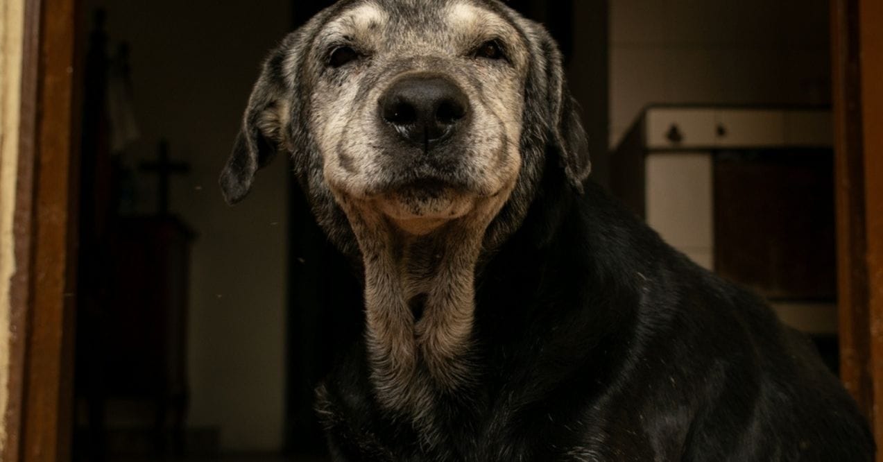 Close-up portrait of an old dog with gray fur