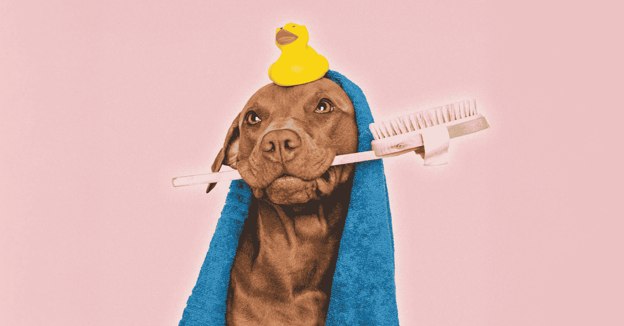 Pitbull with a towel, duck, and toothbrush