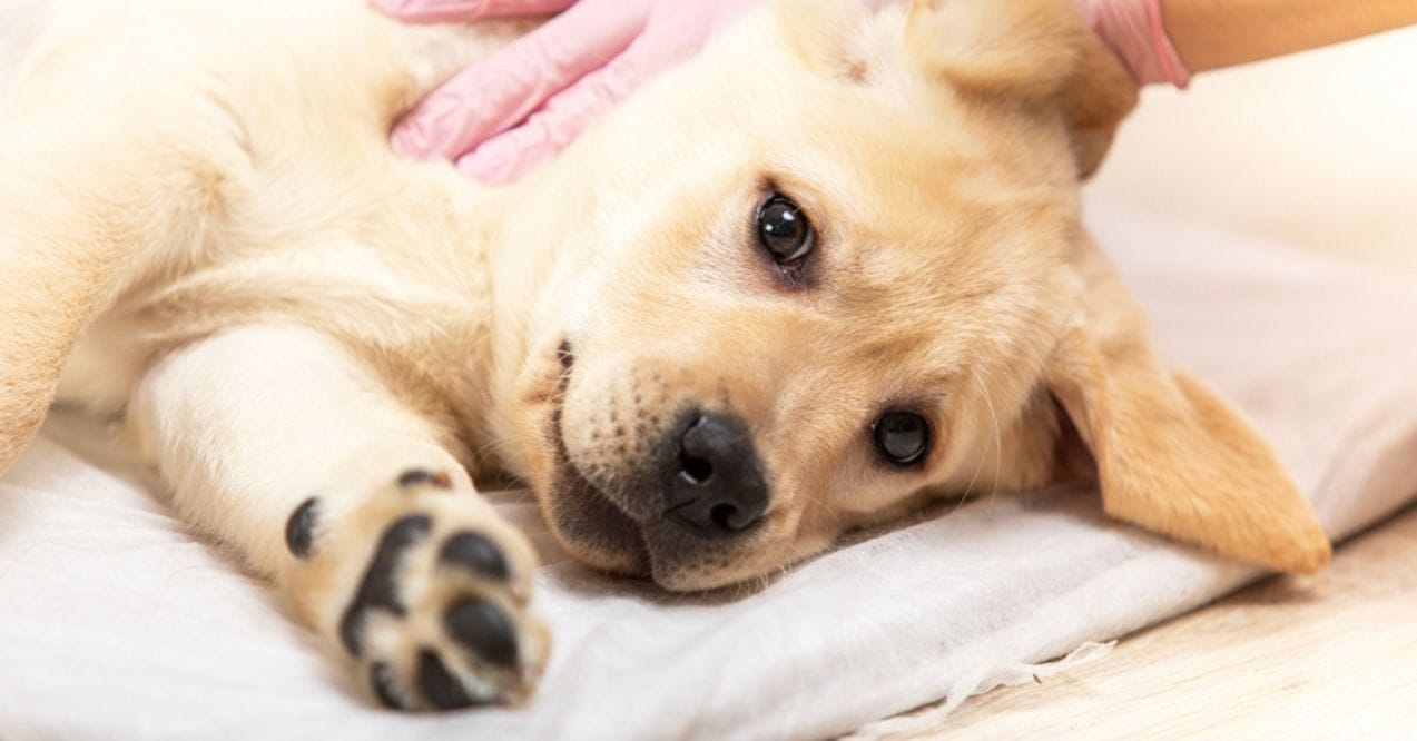 Golden retriever puppy lying down while being examined by a vet