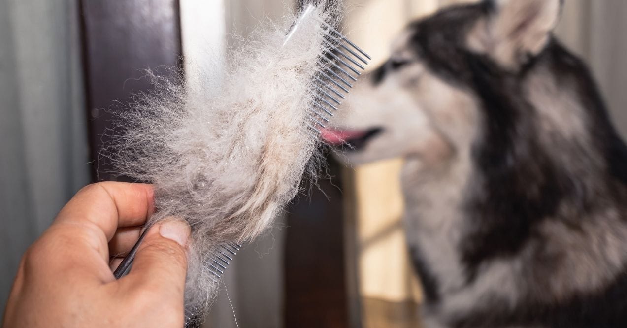 Hand holding a comb with loose fur from a shedding Siberian Husky