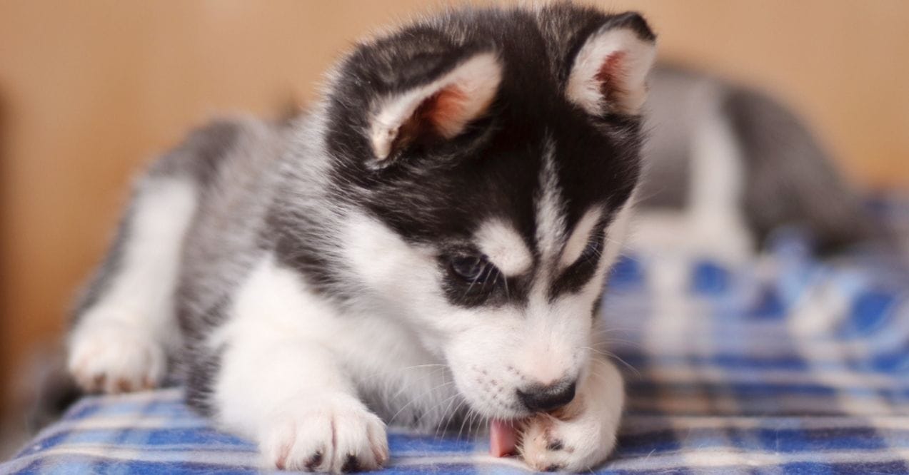 Why Do Dogs Lick Their Paws?