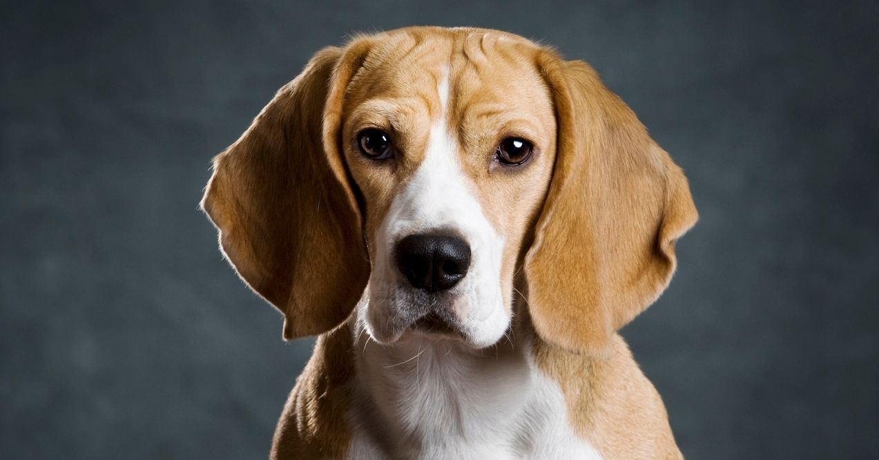 Beagle dog portrait with a dark background