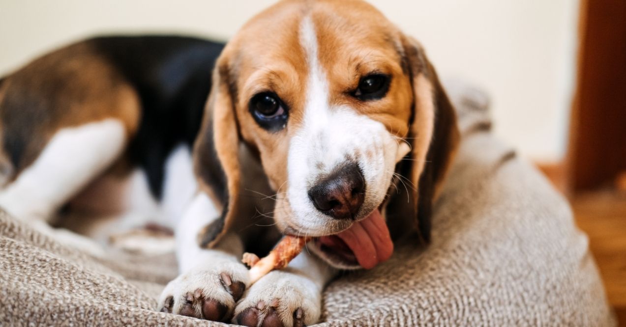 Beagle chewing on a treat