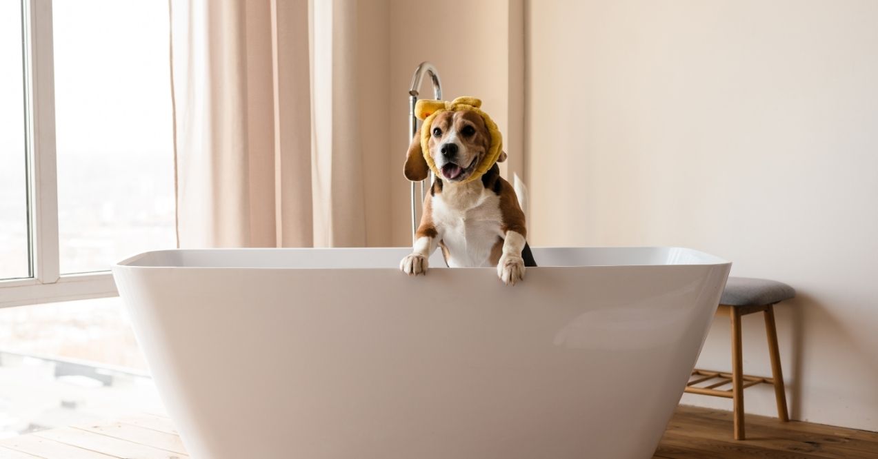 Beagle standing in a bathtub wearing a towel on its head