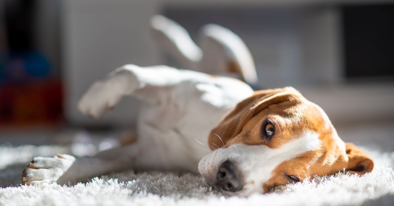 Beagle lying on a carpet in the sunlight