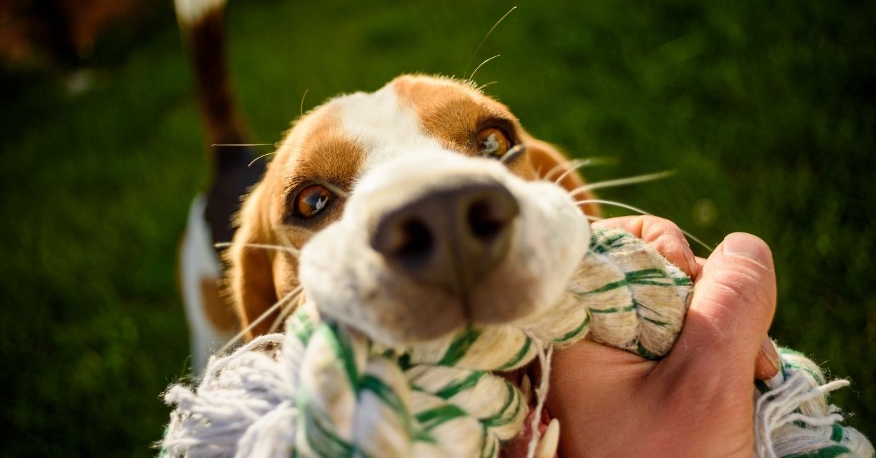 Beagle playing tug-of-war with a rope toy