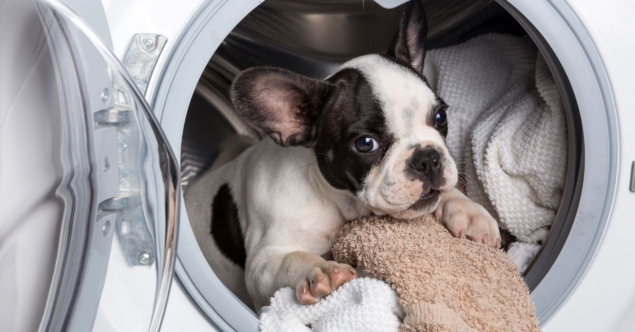 French Bulldog puppy inside a front-loading washing machine with towels