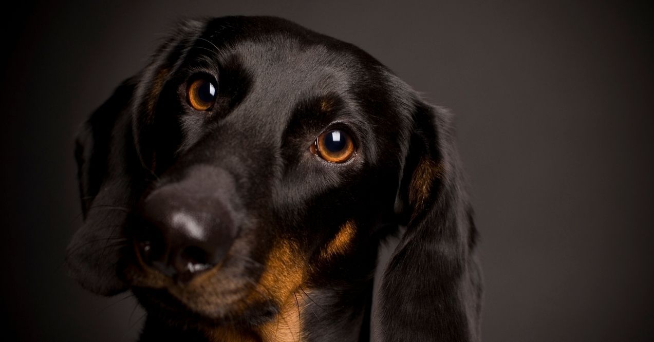 A black and tan dachshund with a curious head tilt