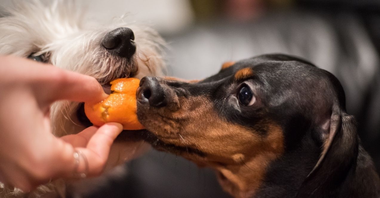 Two dogs sharing a small orange piece