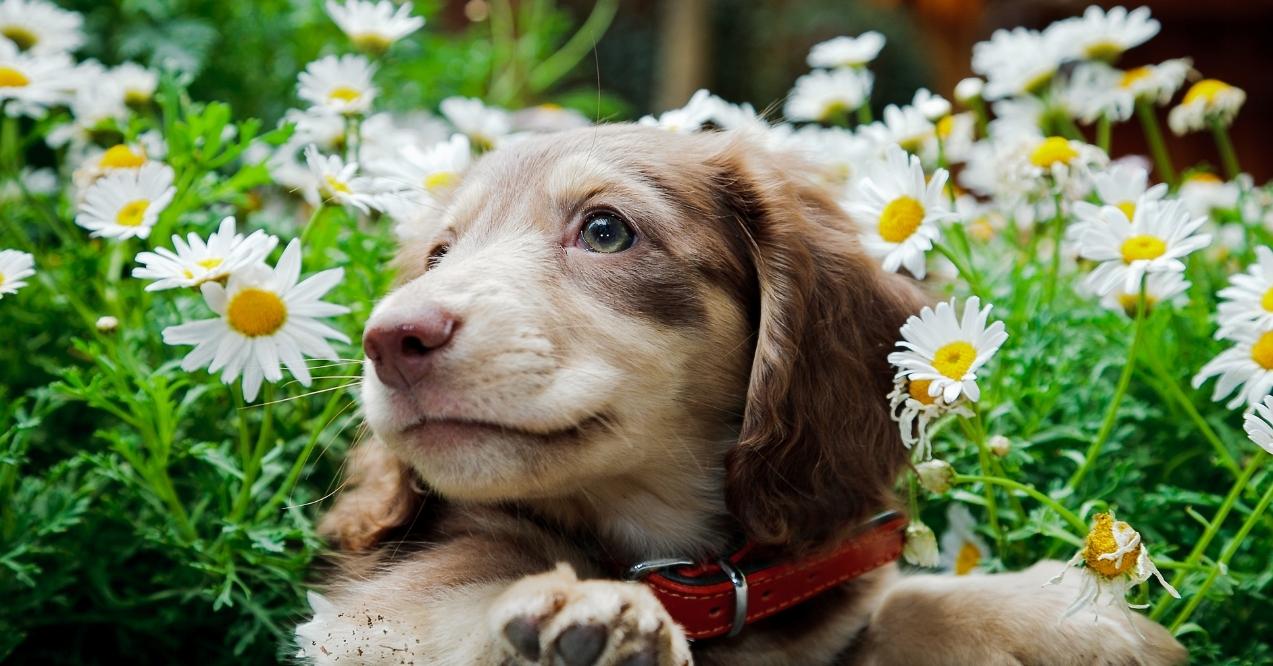 A brown dachshund puppy lying among white daisy flowers