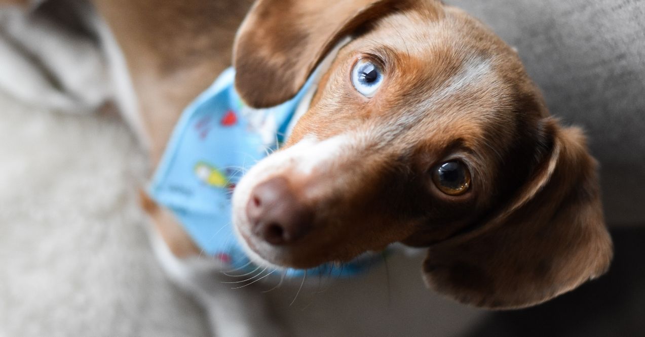 A brown dachshund with one blue and one brown eye