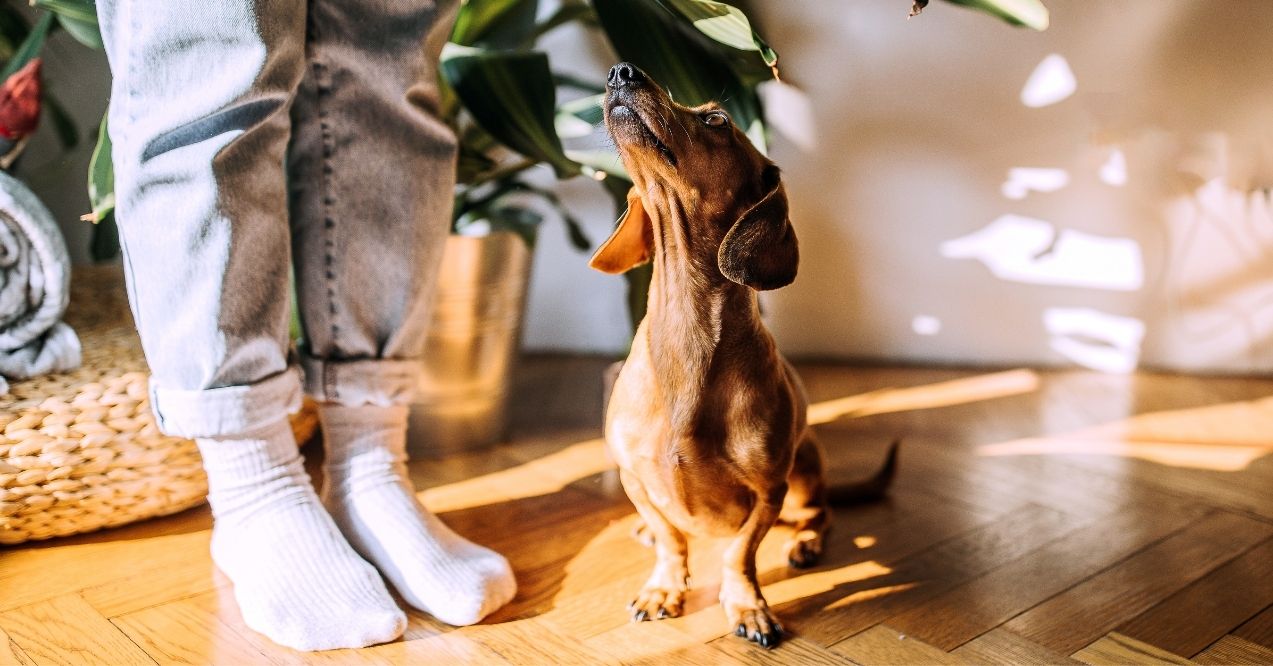 A dachshund looking up at a person wearing jeans and socks