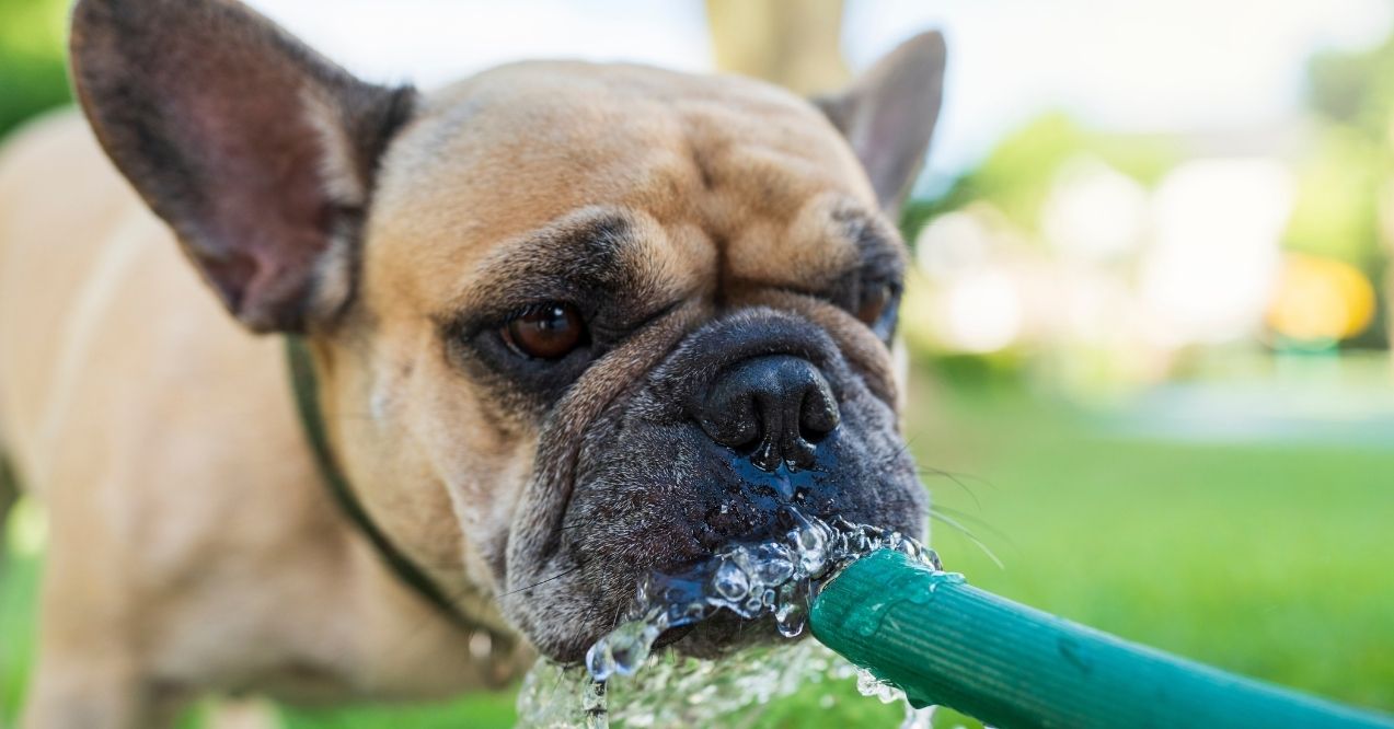 French Bulldog drinking water from a hose