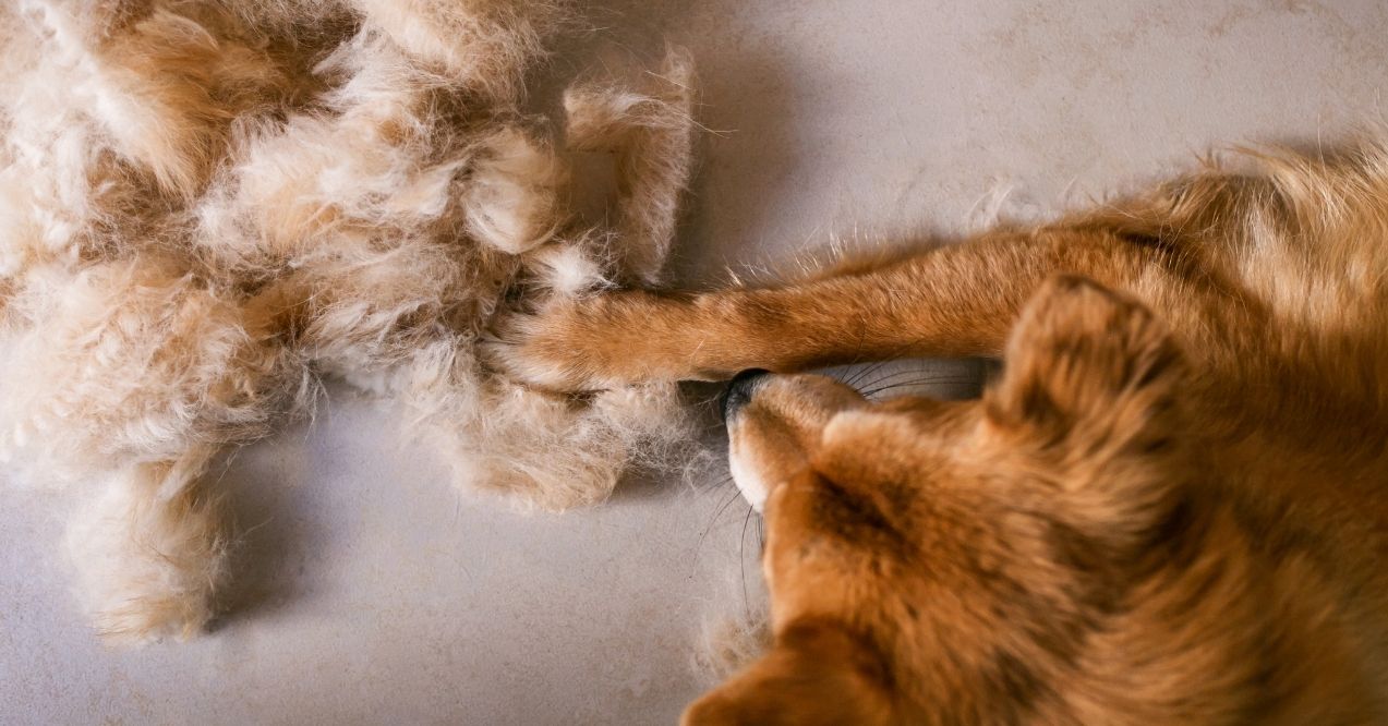 Dog shedding fur with loose hair on the floor