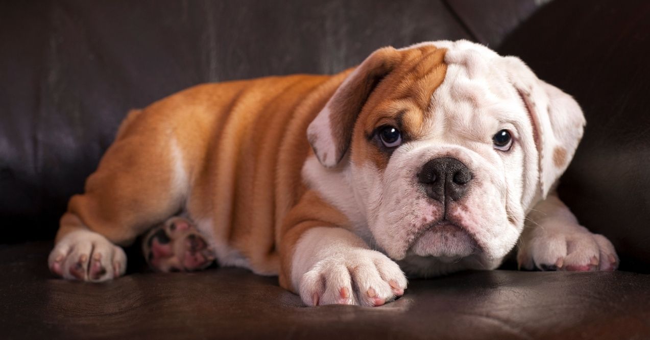 English bulldog puppy lying on a couch