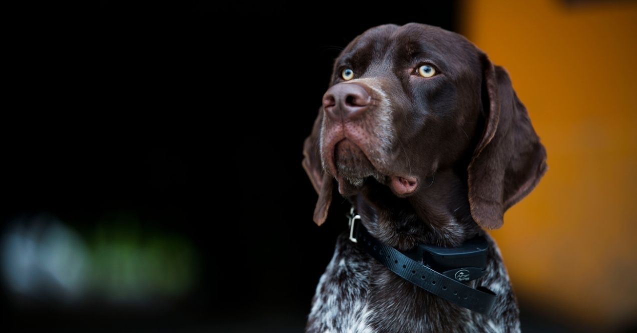 German Shorthaired Pointer with a black background