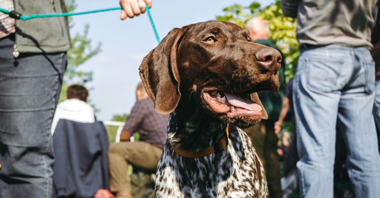 German Shorthaired Pointer on a leash at an outdoor event