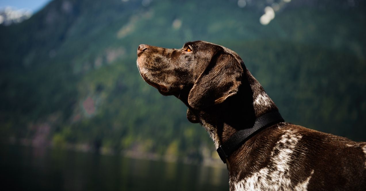 German Shorthaired Pointer posing by a mountain lake