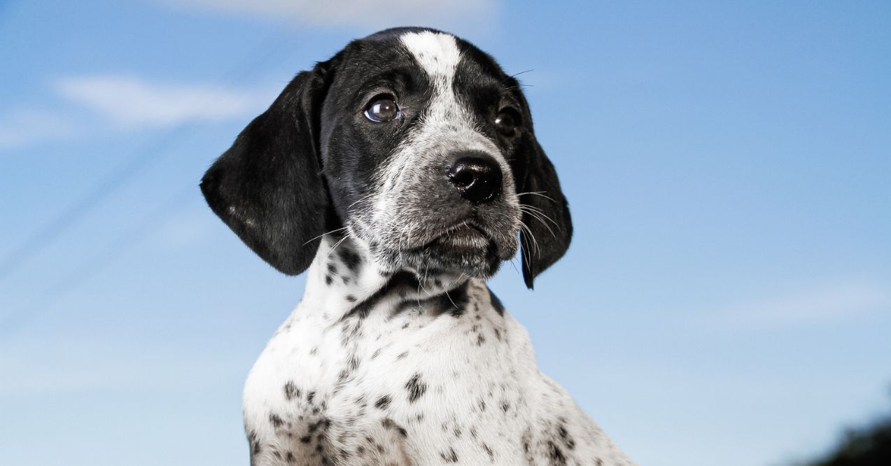 German Shorthaired Pointer puppy with a blue sky background