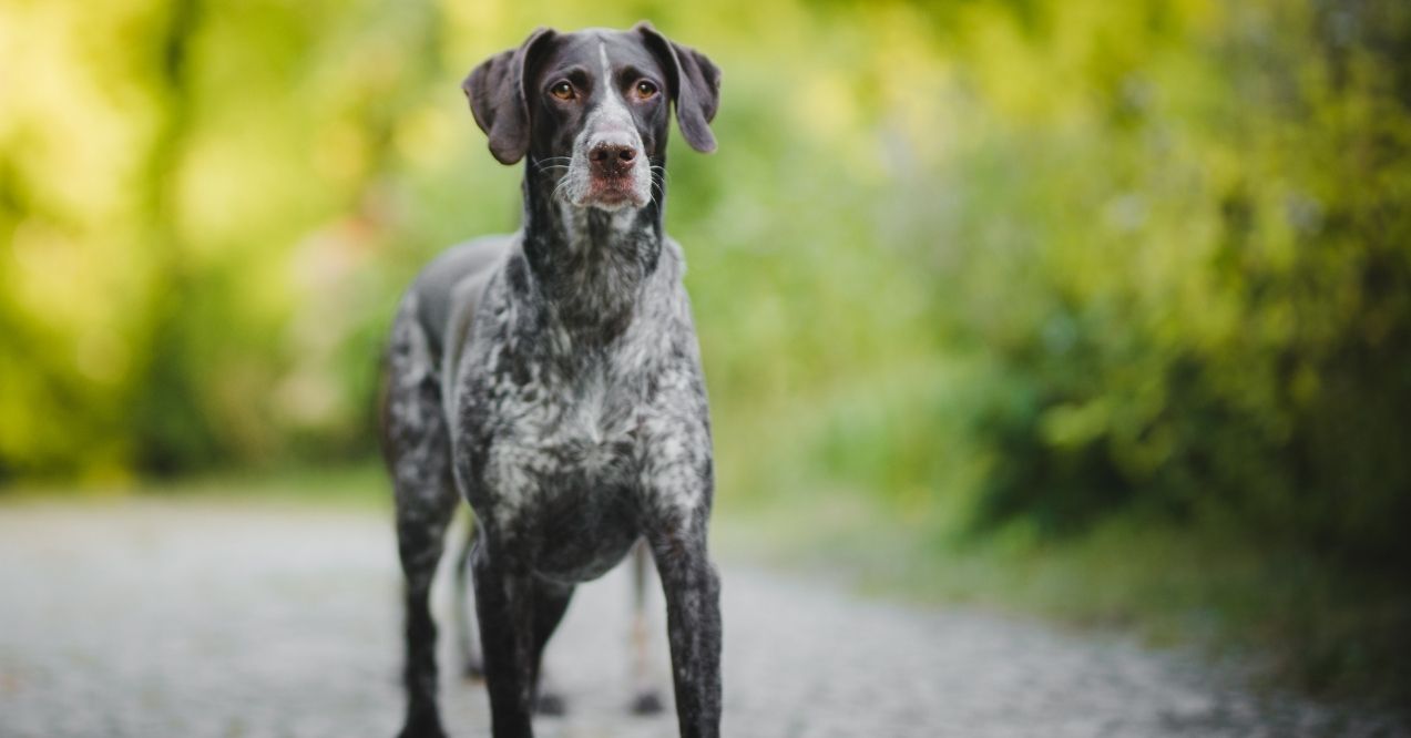 German Shorthaired Pointer standing on a path