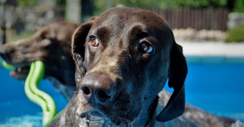 German Shorthaired Pointers playing in a pool