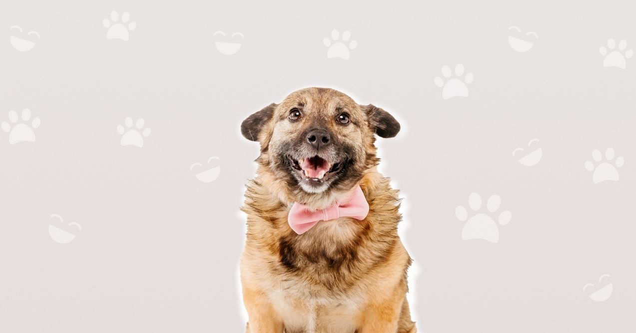 Adorable mixed-breed dog wearing a pink bow tie, smiling against a light background