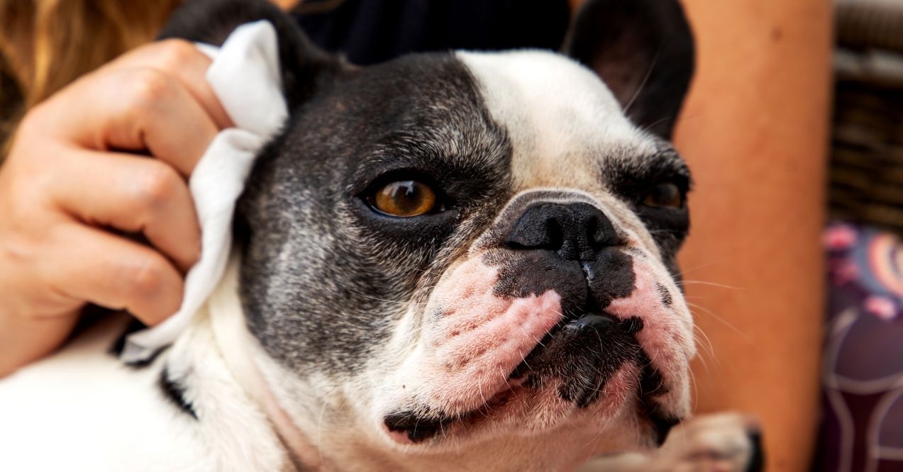 Person gently wiping a French Bulldog's ear with a cloth