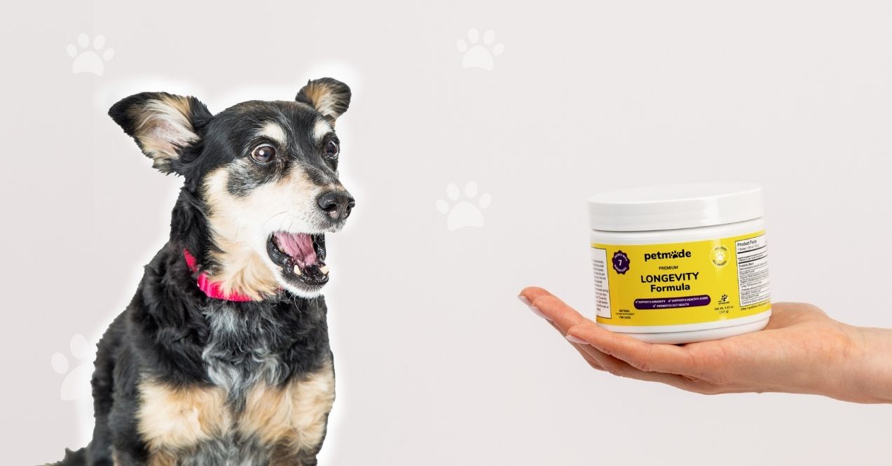 Senior dog with a surprised expression looking at a hand holding PetMade Longevity Formula supplement