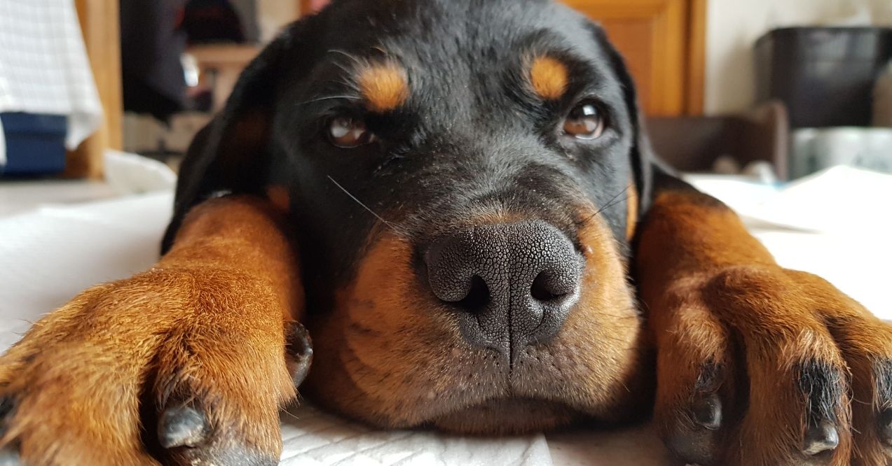 Rottweiler puppy lying down with head resting on paws