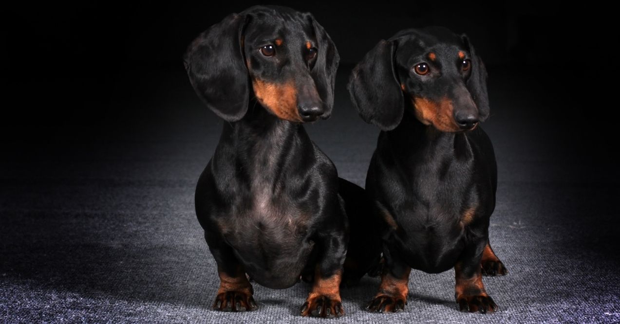 Two black and tan dachshunds sitting side by side