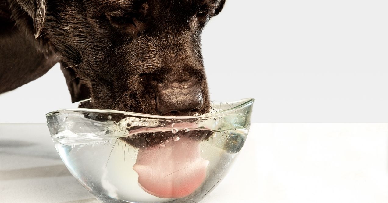 Black dog drinking water from a glass bowl