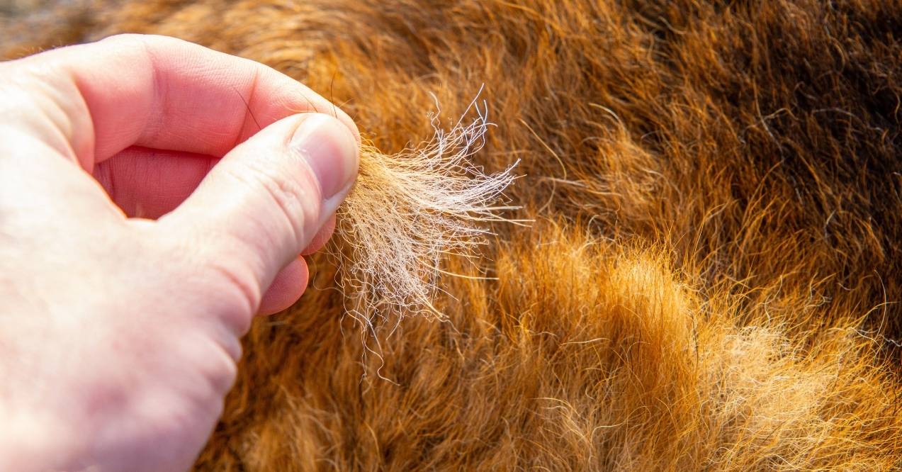 Hand holding loose clump of German Shepherd fur