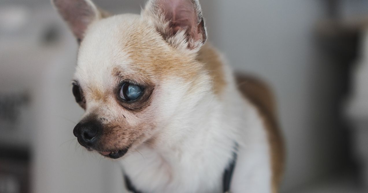 Close-up of a small dog with a cloudy eye