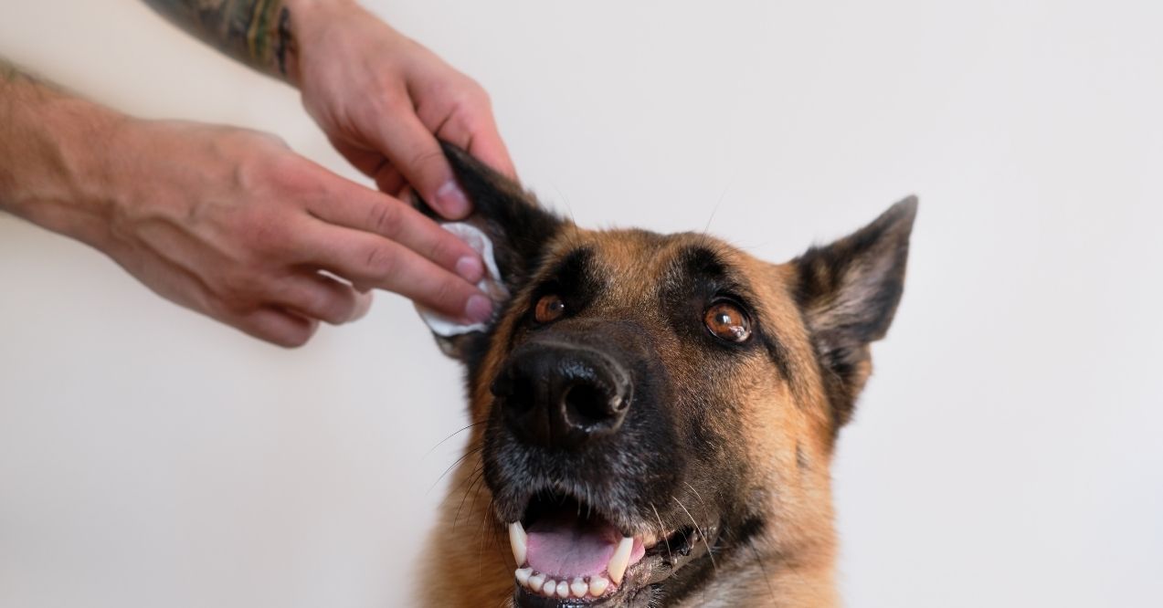 Man cleaning German Shepherd's ear