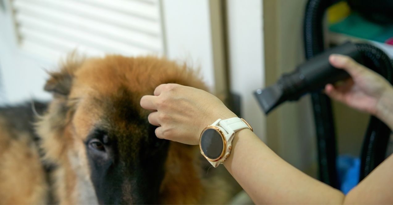 German Shepherd being dried with a pet grooming dryer