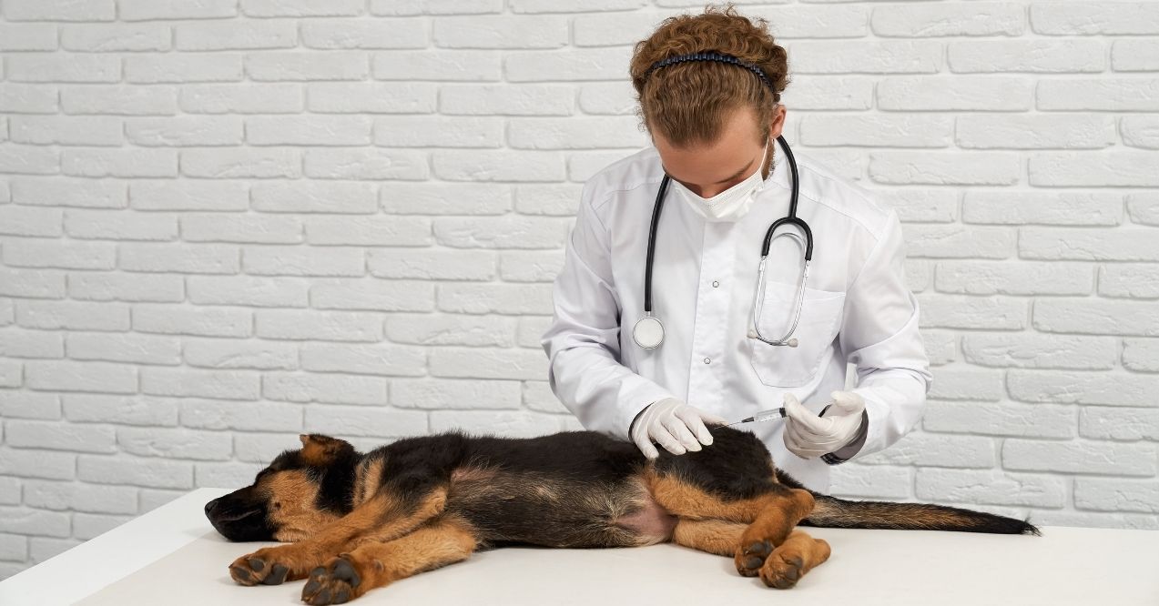 Veterinarian examining and treating a dog's hip