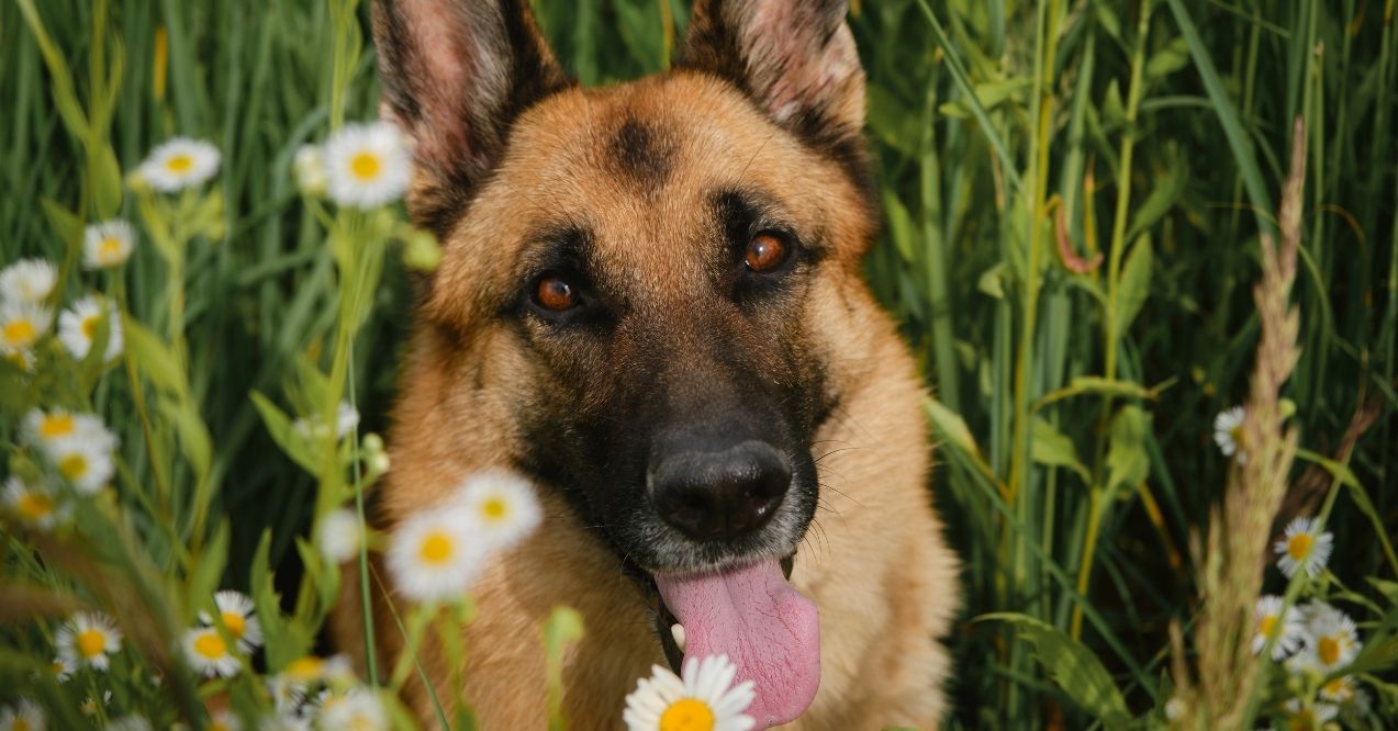 German Shepherd sitting in a field of tall grass and flowers