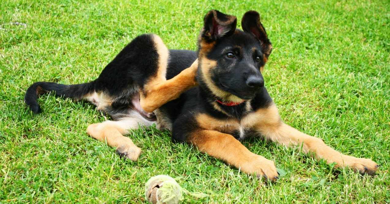 German Shepherd puppy scratching its ear while lying on grass